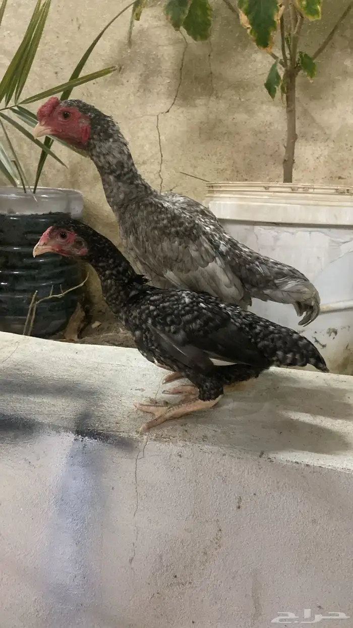 جوز كوشامو 0