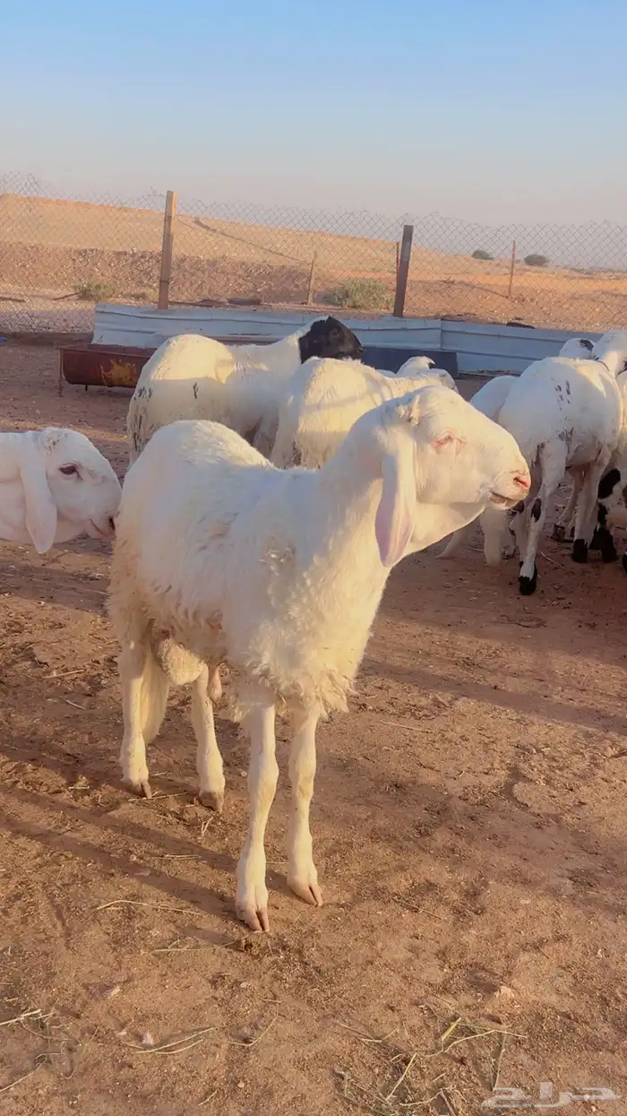 خرفان سواكن مرابي 4شهور فل شحم شرط اللحم والطعم 10