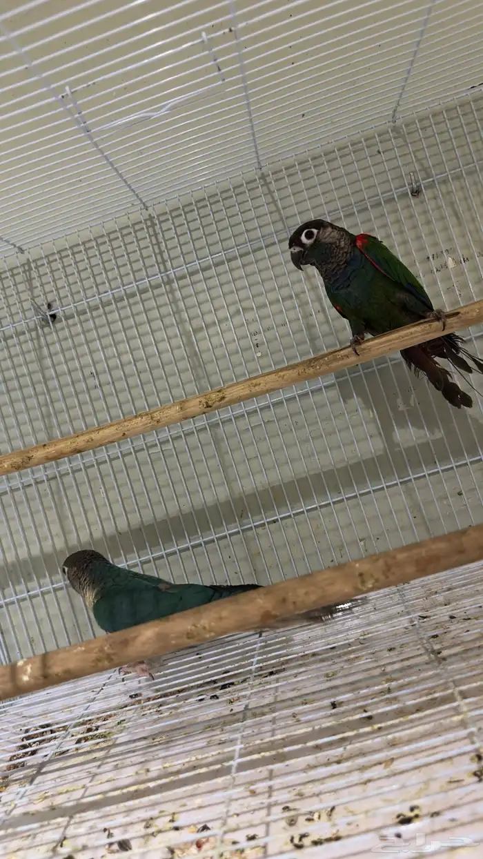 ازواج كنيور محلله وفردات اناث 7