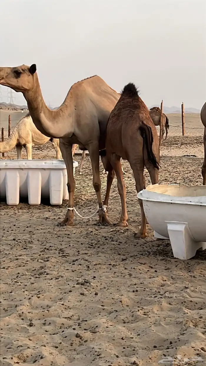 بكره للبيع فل مشاءالله تبارك الله على لبن امها عمرها 6 شهور 0