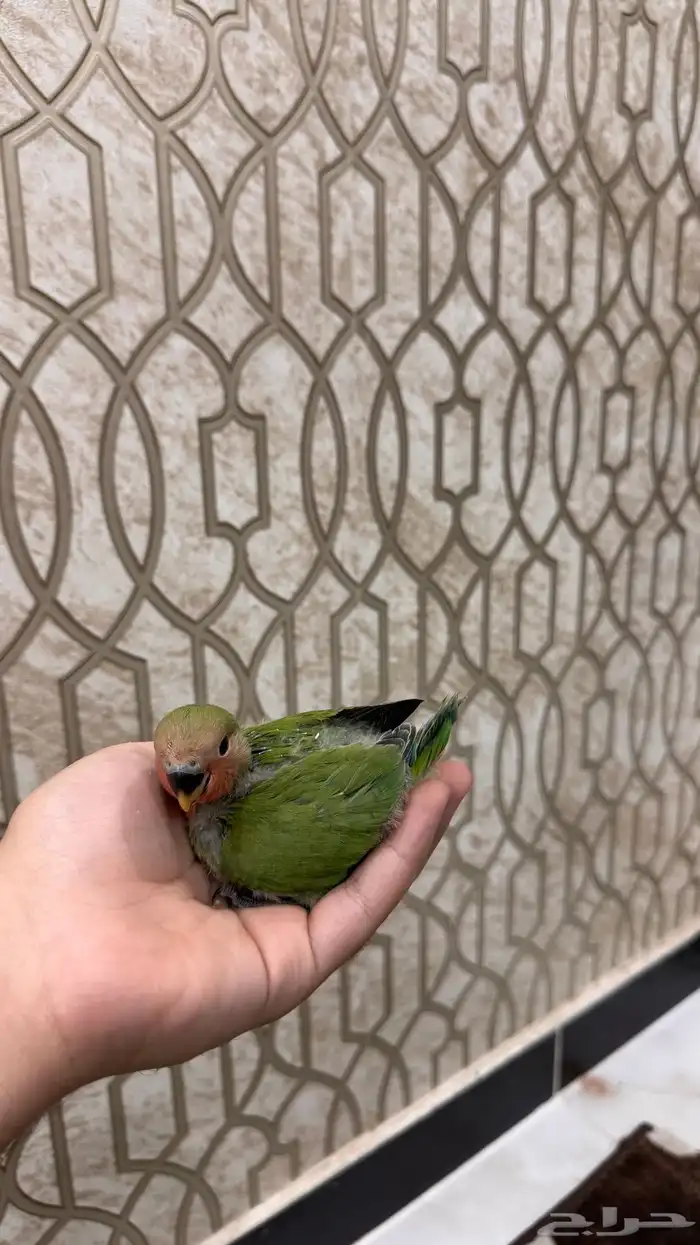 فرخ روز قرين رد فيس حجم بطلل (تم البيع) 1