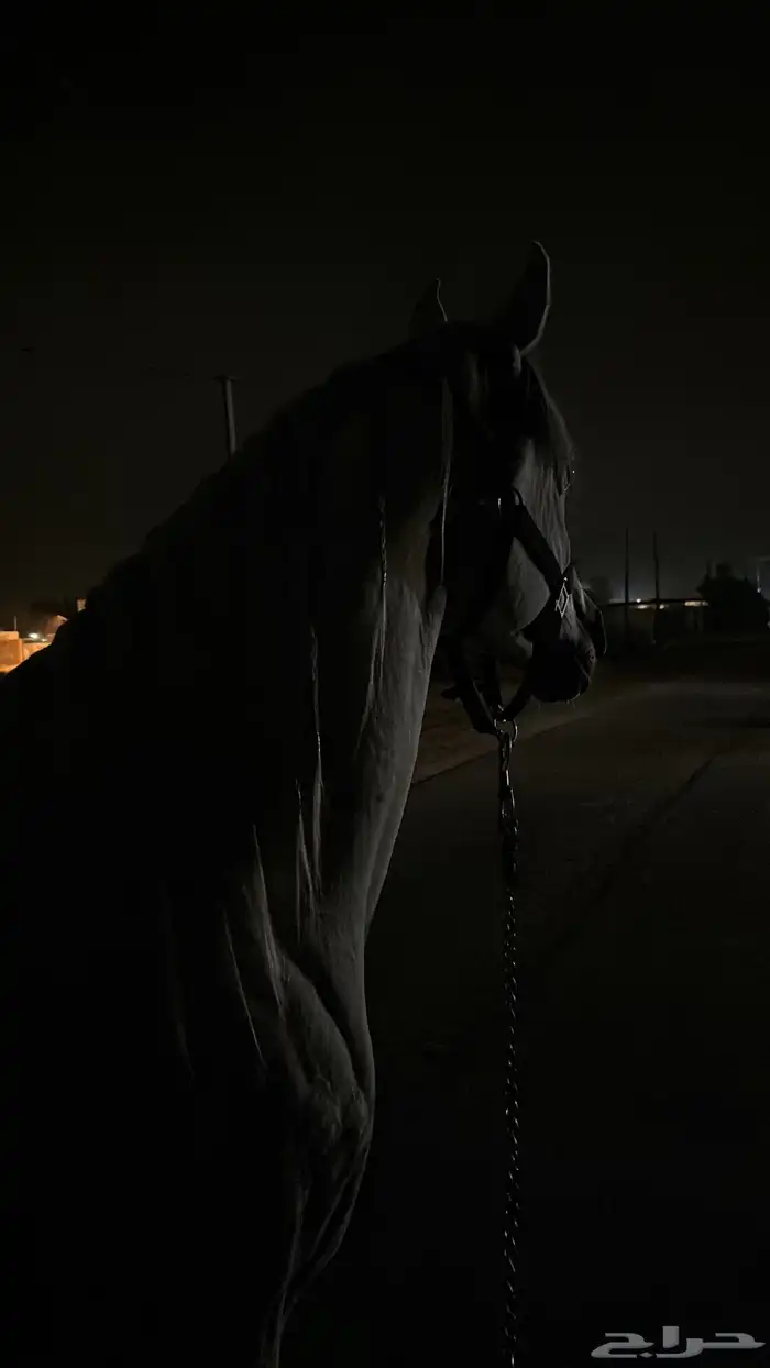 مطلوب اسطبل 0