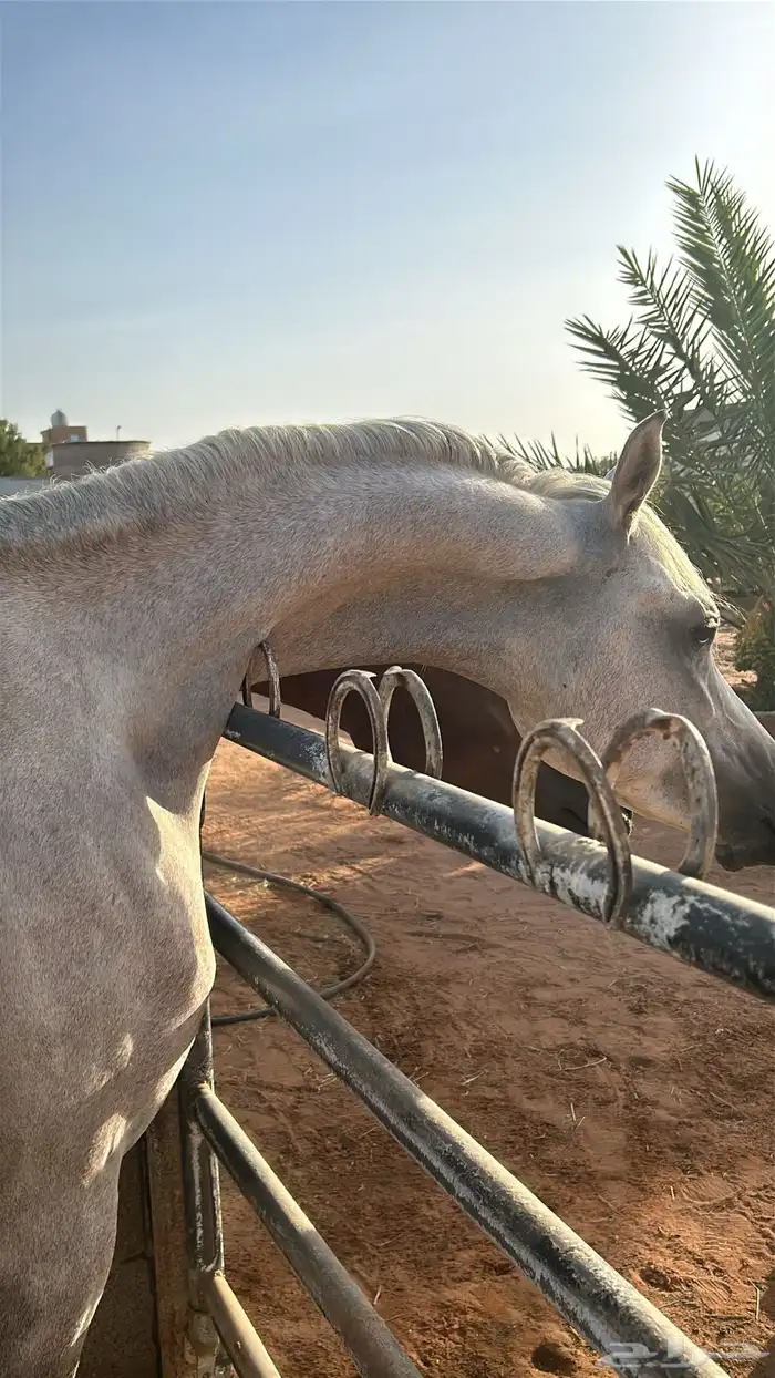 حصان واهو و البيع شعبي 3