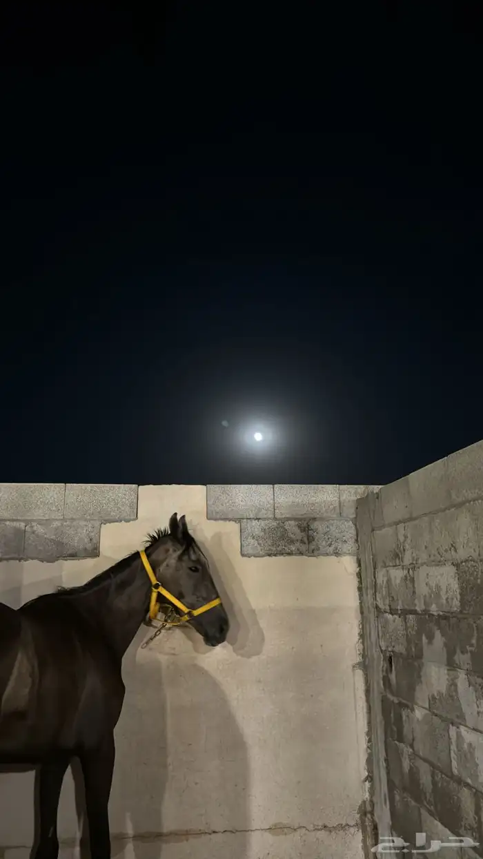 خيل 0