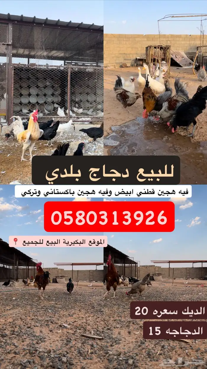 دجاج بلدي 0
