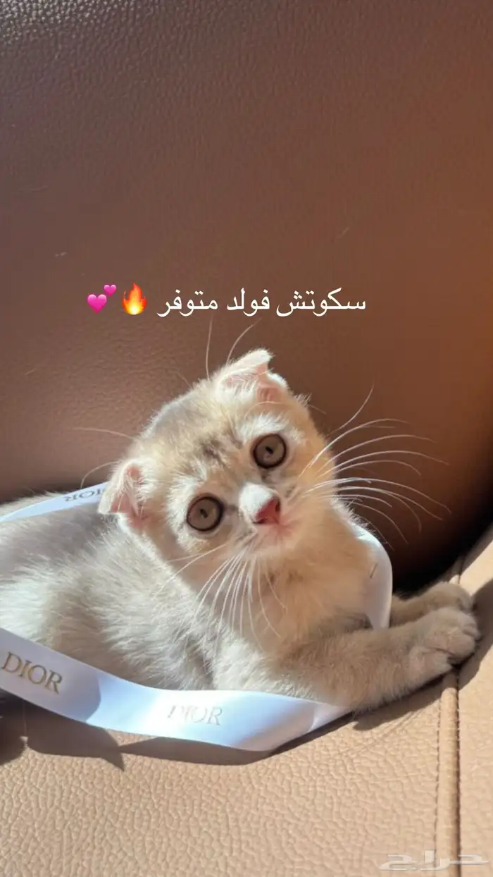 سكوتش فولد وبرتش للبيع من جد مستورد للربح والانتاج 0