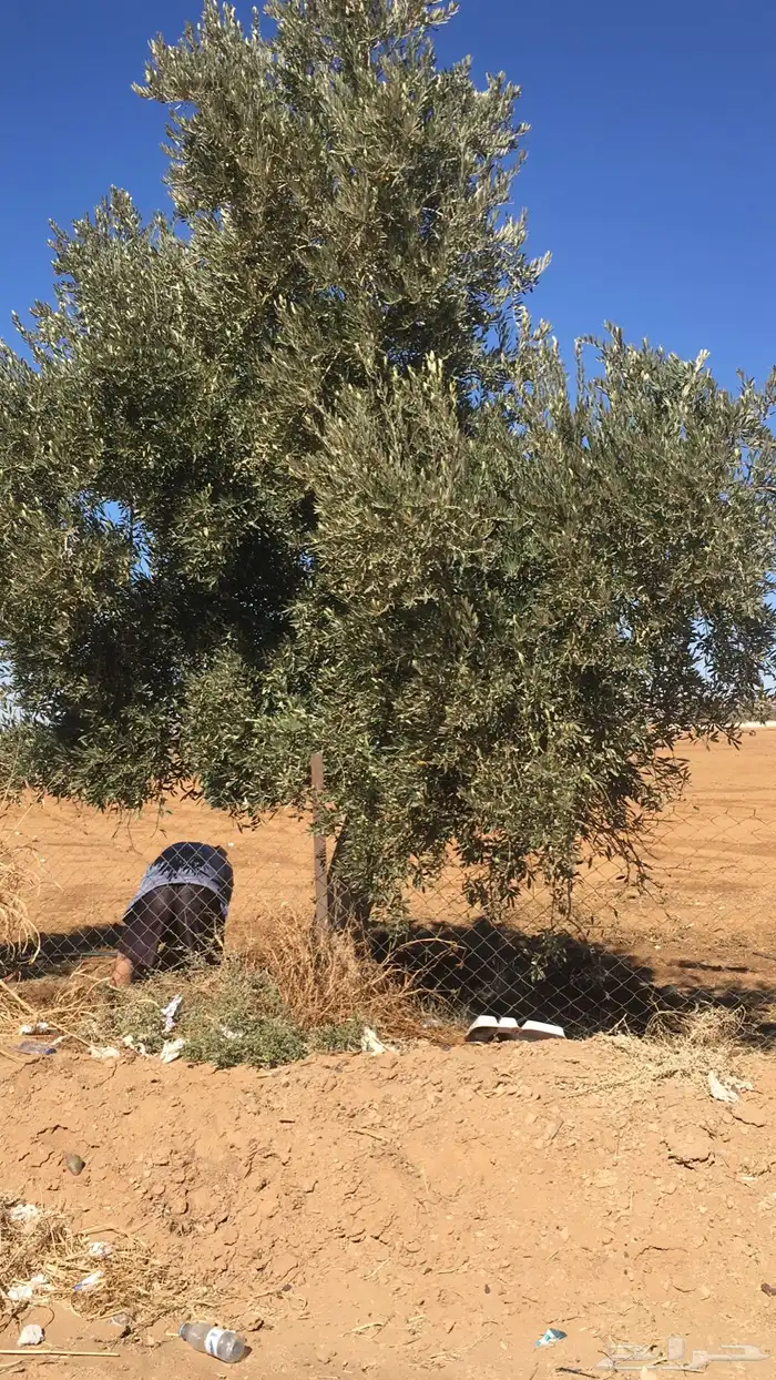 شجر زيون اشجار الزيتون 24