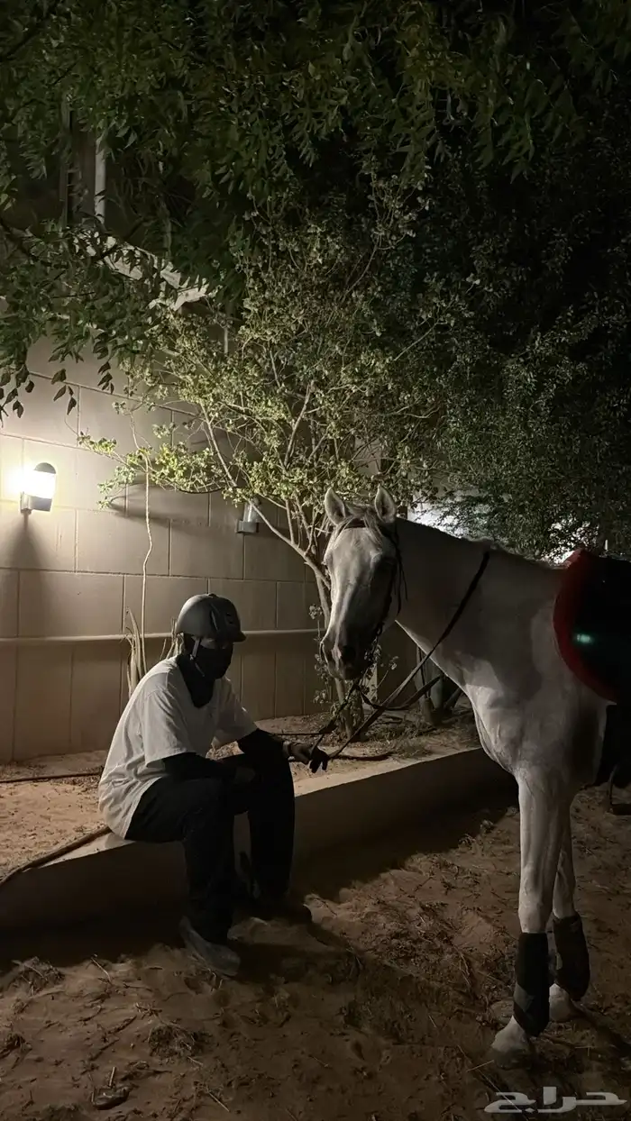 تدريب ركوب خيل شخصي 0