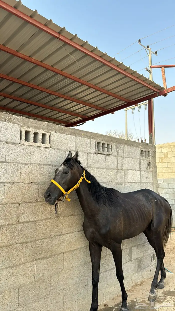 خيل 5