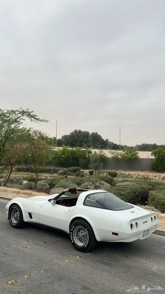 كورفيت 1981 للايجار 4
