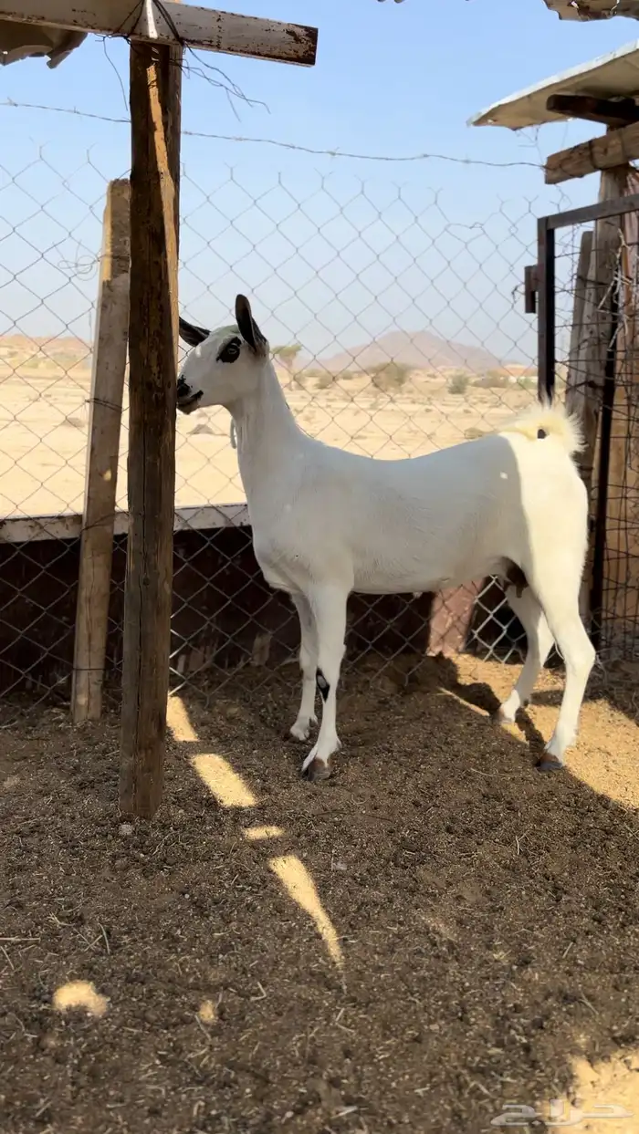 جفرة 0