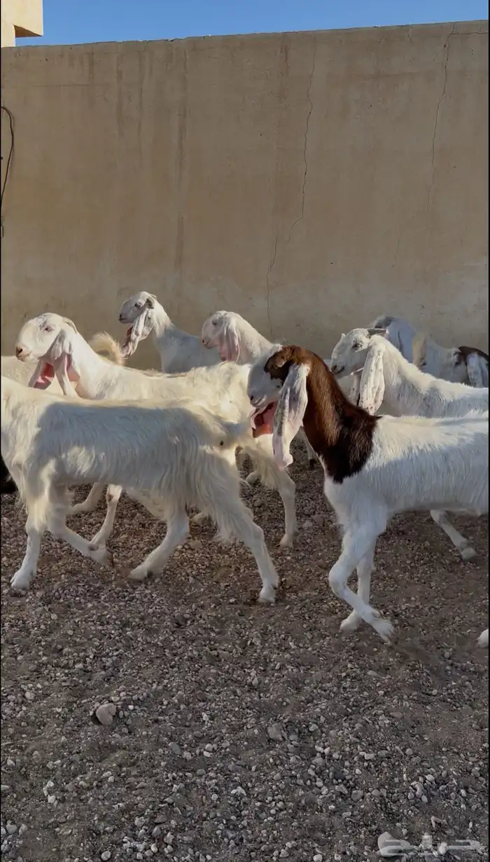 للبيع معزا طيب 3