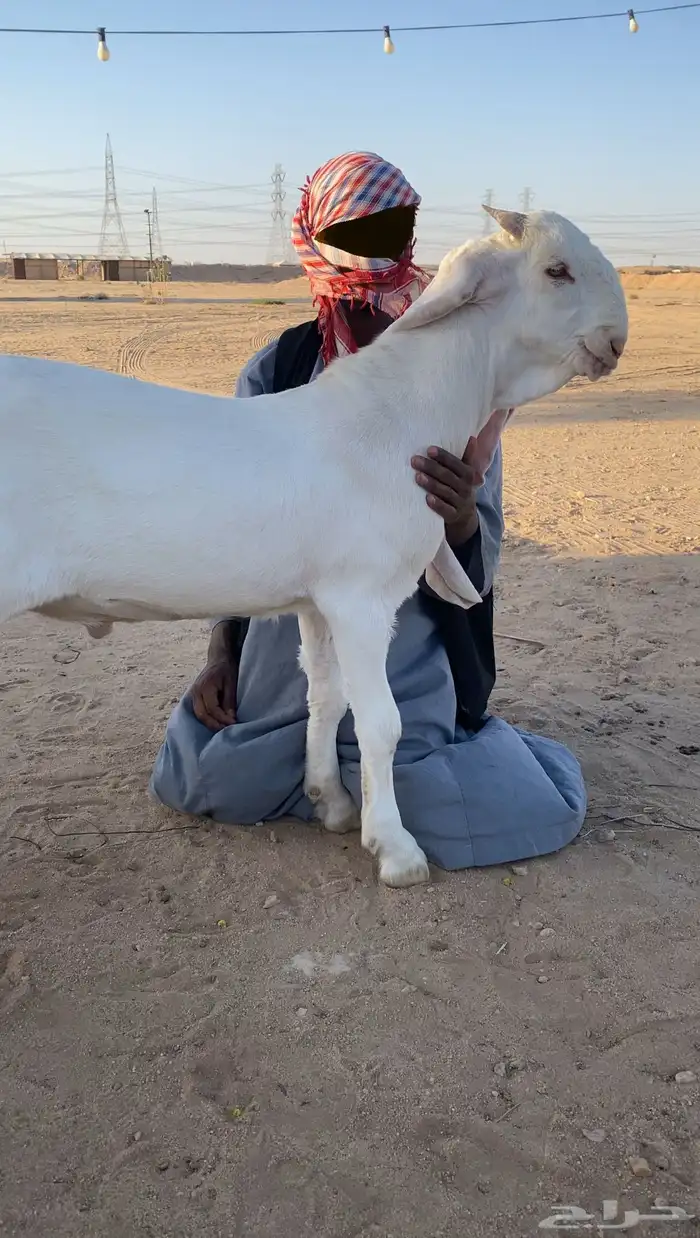 جفر تيس مطور ابيض ابرص صافي 0