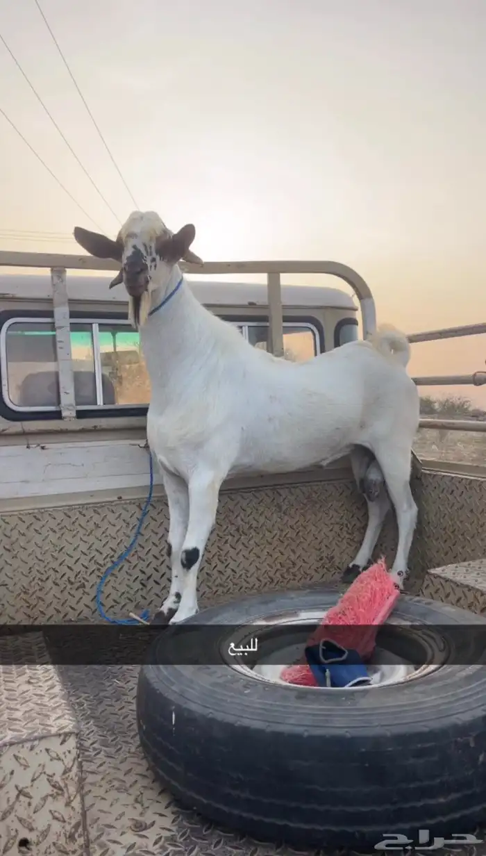 فحل 0