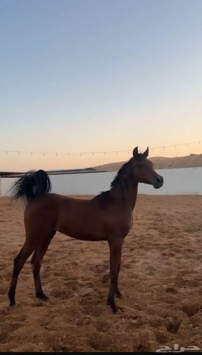 مهر واهو كفو والبيع شعبي والي يبي مقاطع له يتواصل بالواتس 0