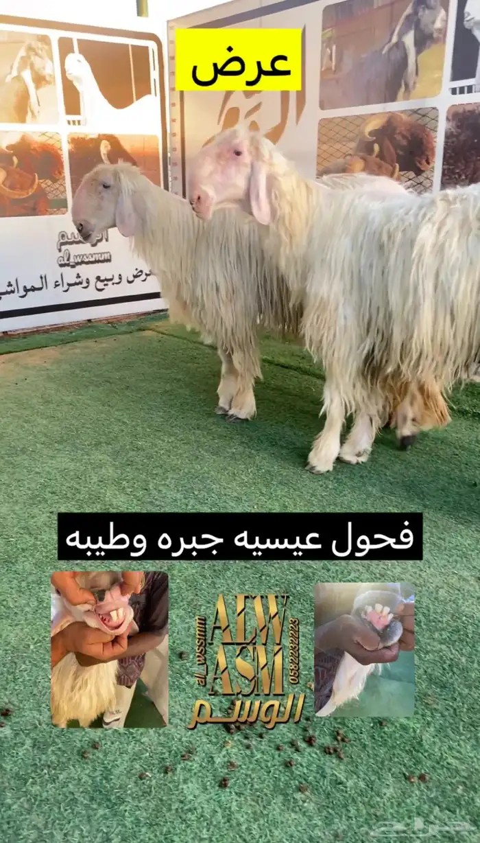 فحول عيسيه 0
