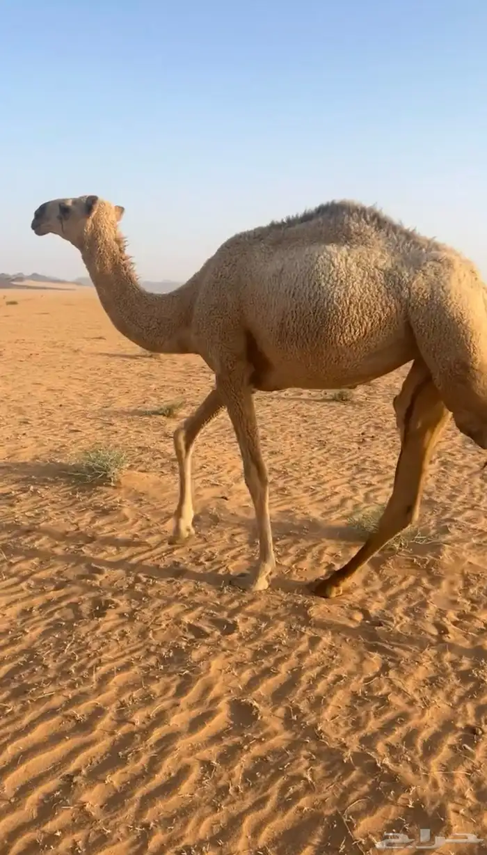 بكره مفروده للبيع 1