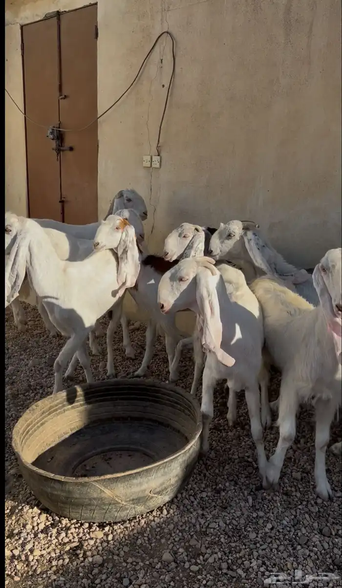 للبيع معزا طيب 5