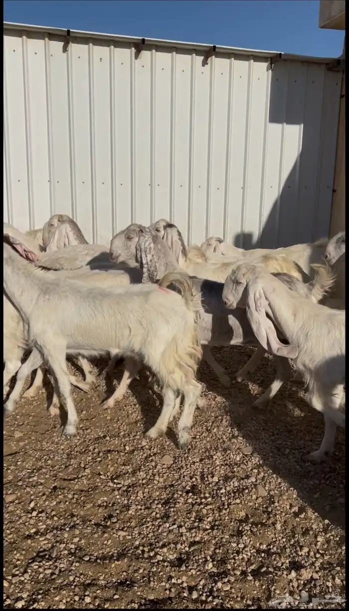 للبيع معزا طيب 2