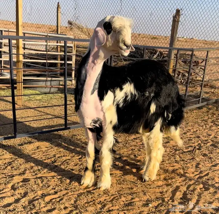 طلي نجدي خصم مشروع فحل 3