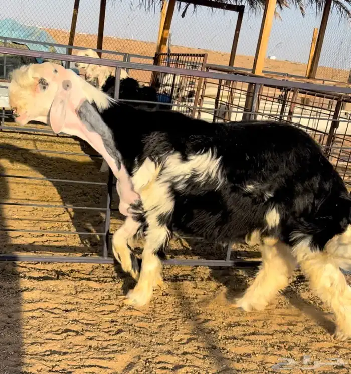 طلي نجدي خصم مشروع فحل 4