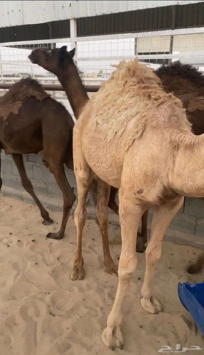 قعدان 2