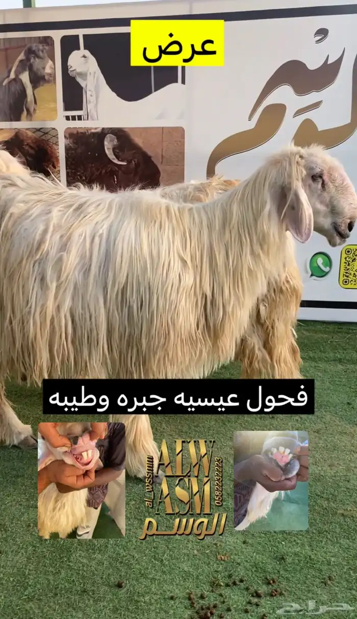 فحول عيسيه 1