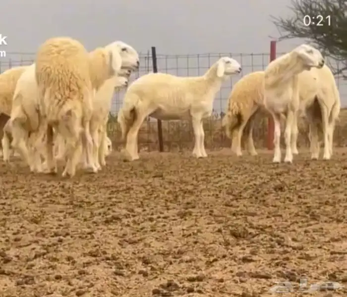 رخال صنف ضغط عالي 1