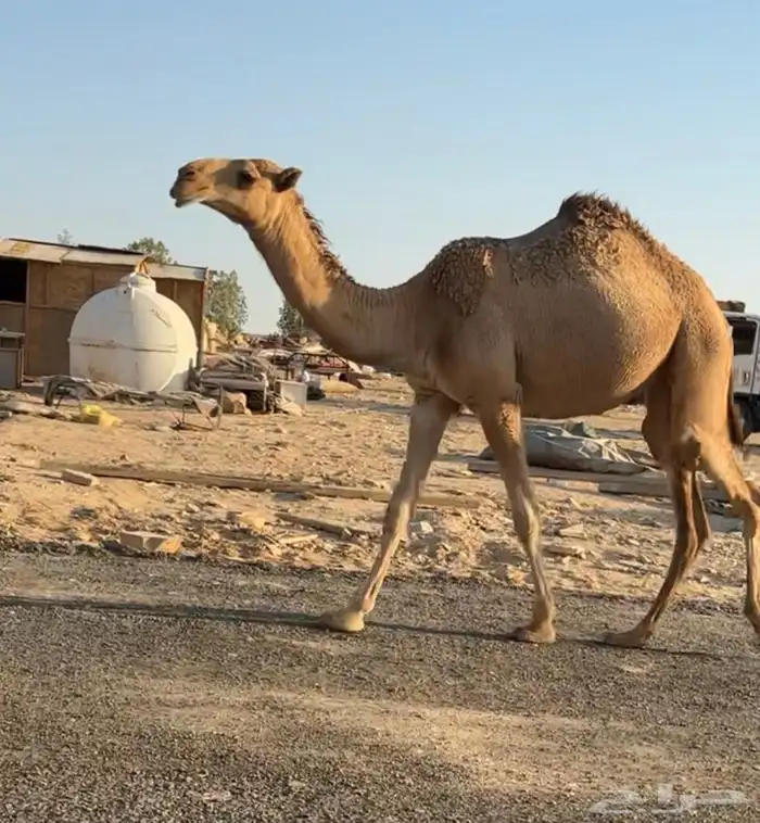 بكره تدخل حقه 0