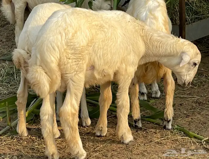 للبيع خروف حري ( تم البيع ) 2