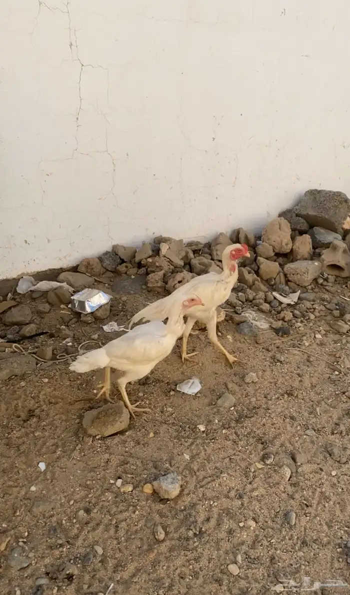 دجاج بكستاني 0