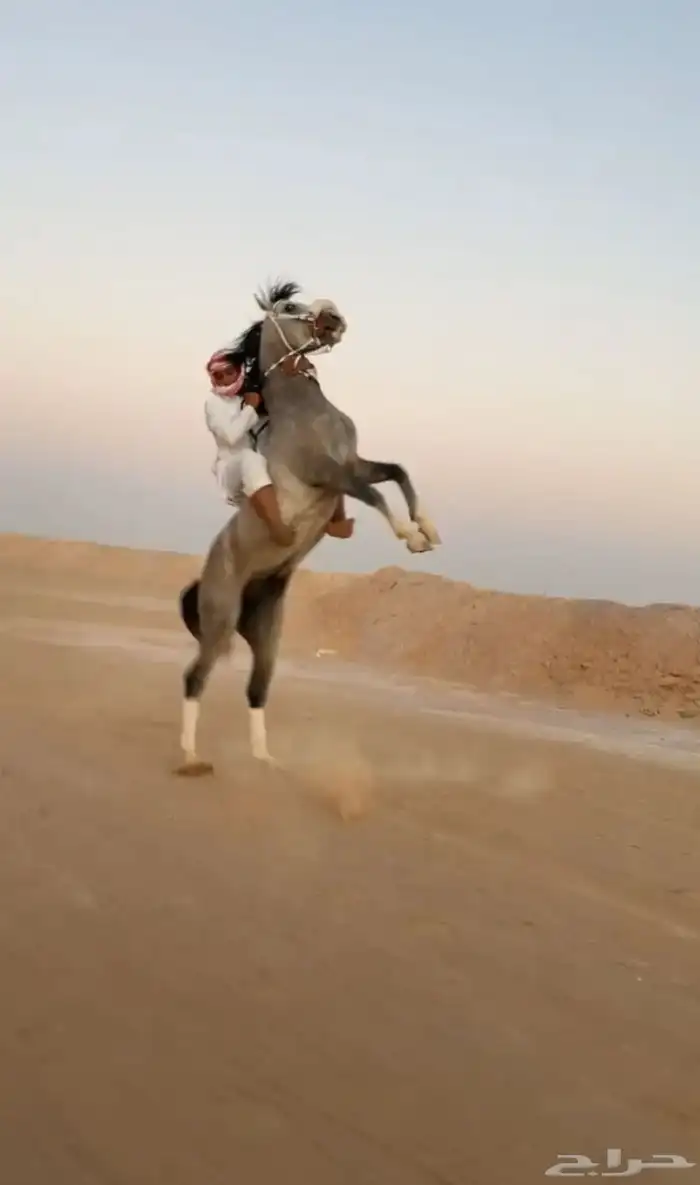 حصان شعبي 0