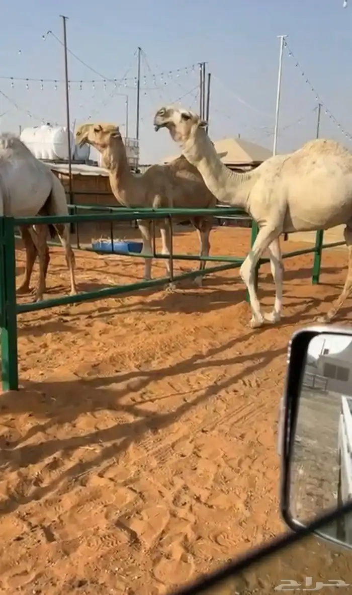 قعود رماني 0