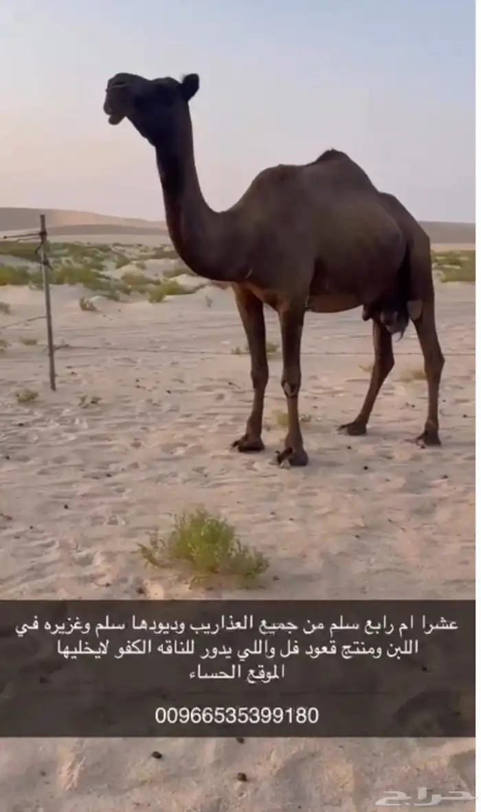 عشرا كفو 0