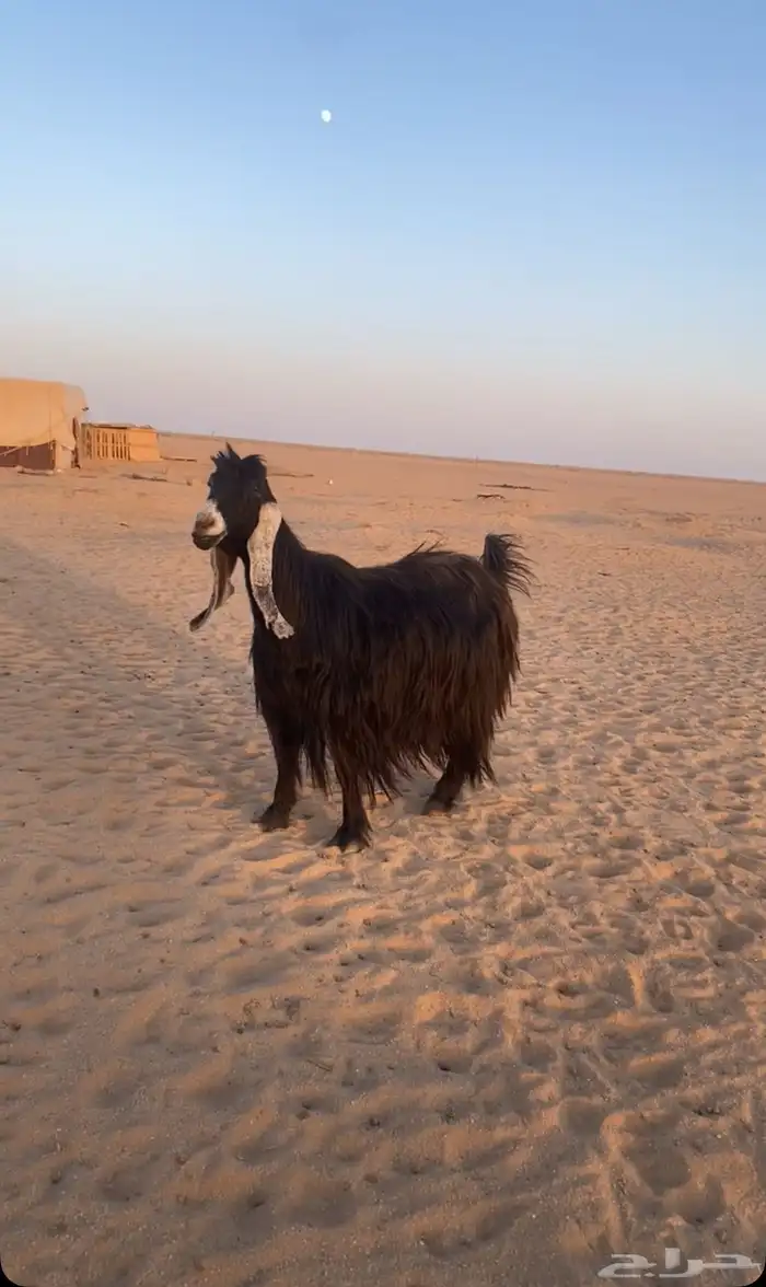 للبيع عنز عارضيه خصم 2