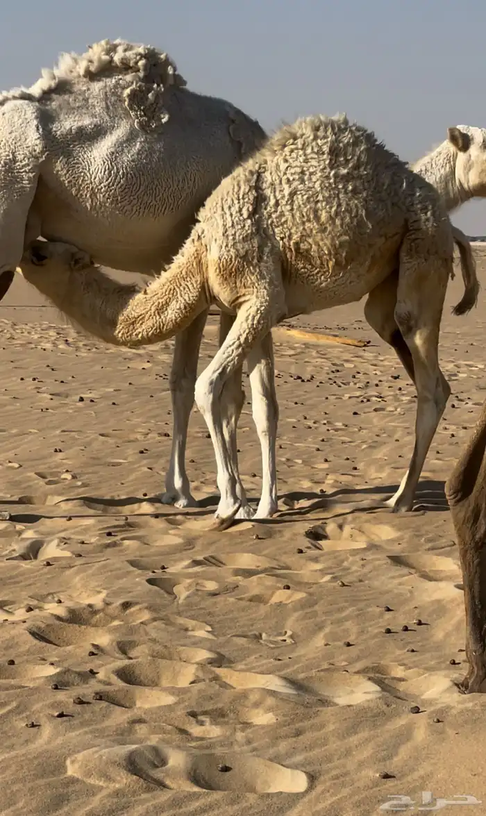 حاشي لباني 5