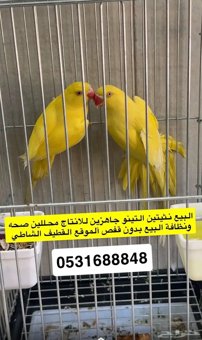 زوج دره اينو واناثي لاتينو 1