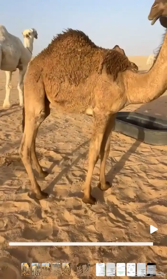 4 قعدان قصب للبيع 3
