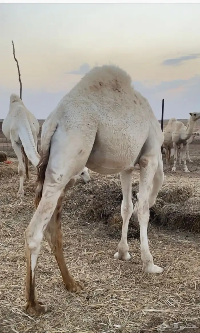 قعدان طيبه 0