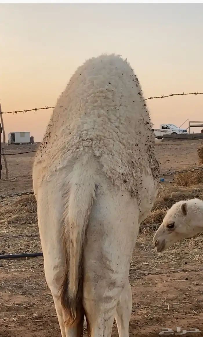 قعدان طيبه 6