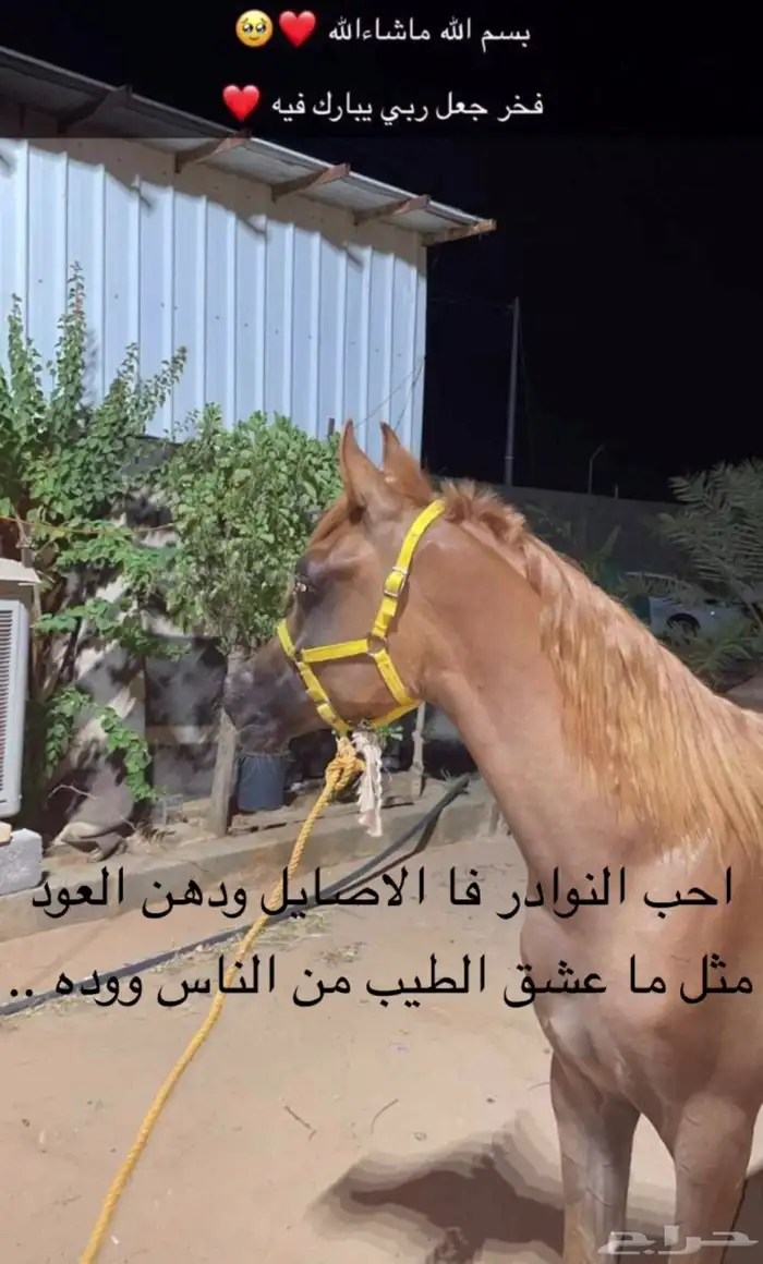 مهر واهو كفو 0