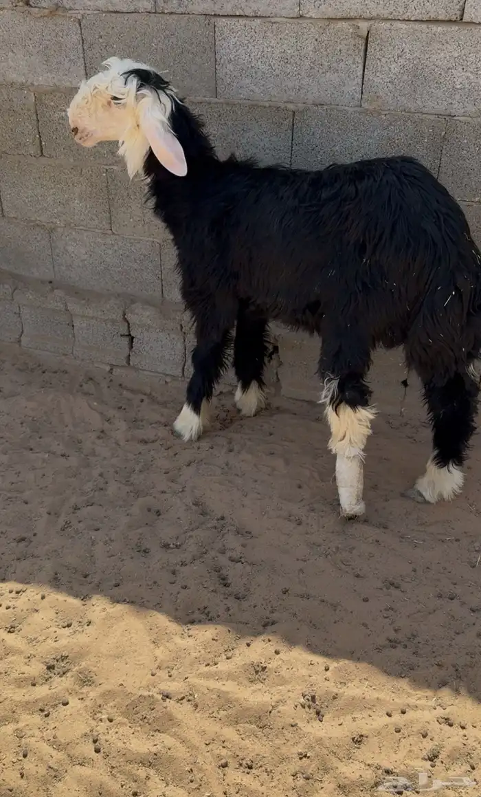 طلي نجدي صنف 0