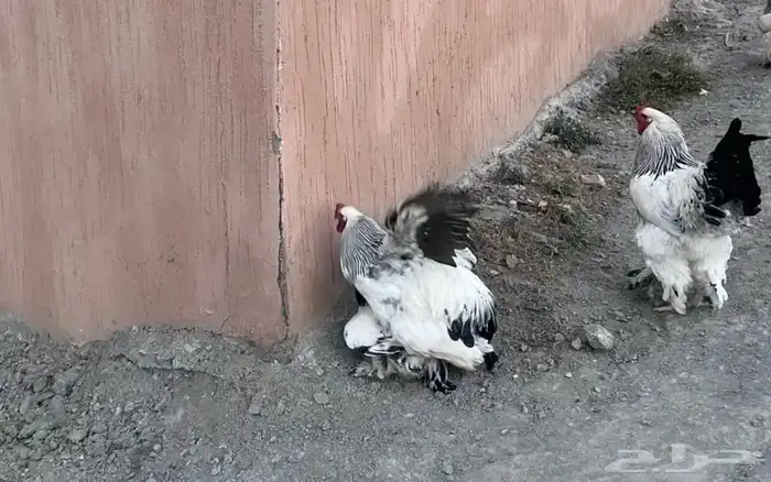 طبق بيض براهما كولمبي دم صافي 6