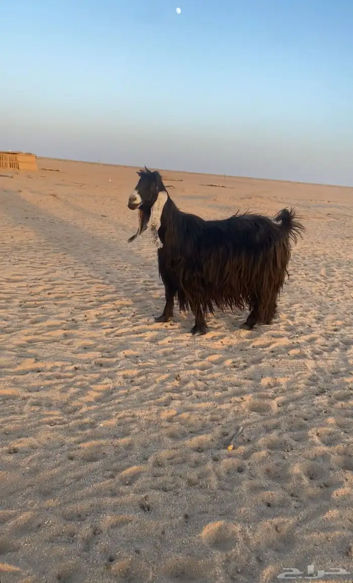للبيع عنز عارضيه خصم 1