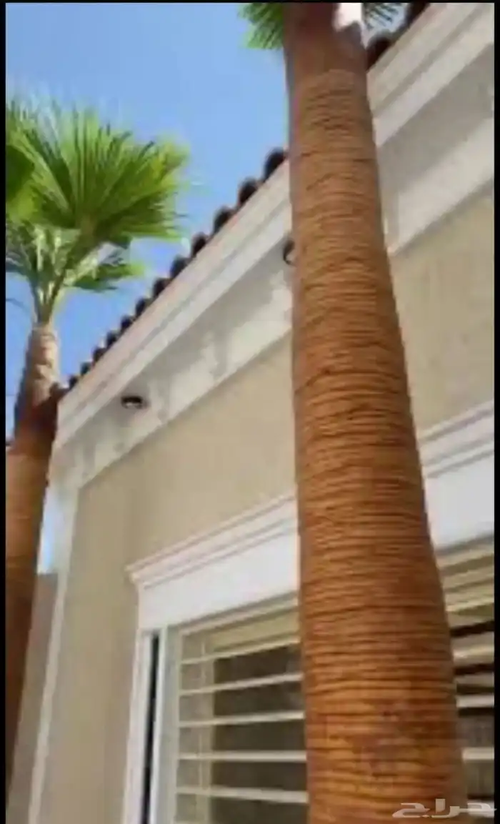 أنواع النخيل الزينة واشنطن نارجيل 1