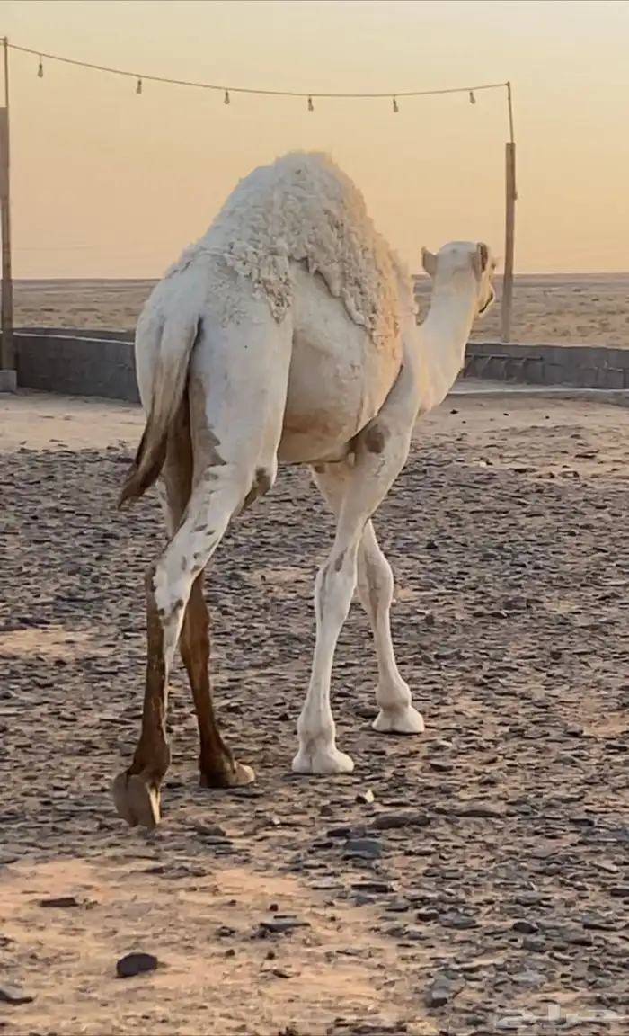 قعدان طيبه 4