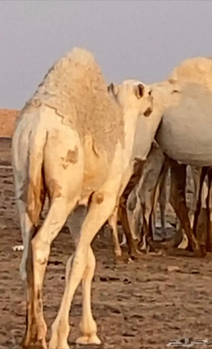 قعدان طيبه 8