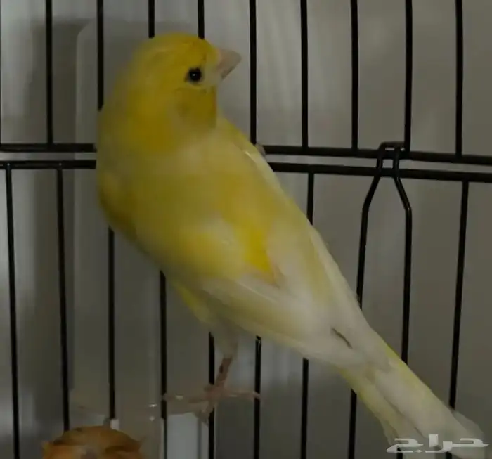 كناري تغريد مع الانثى 0