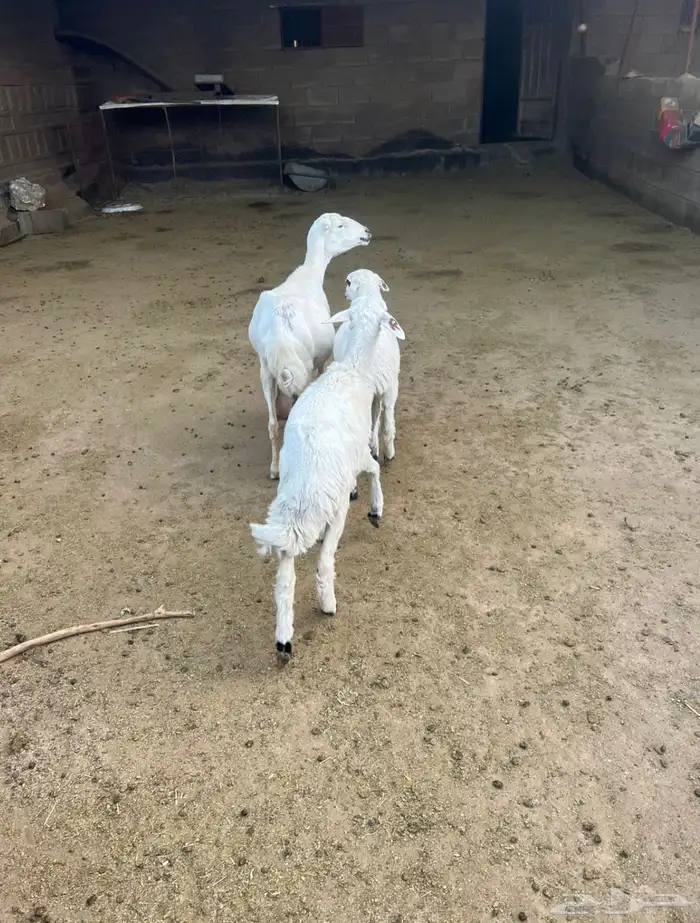نعجةوالد كفو وشرط 0