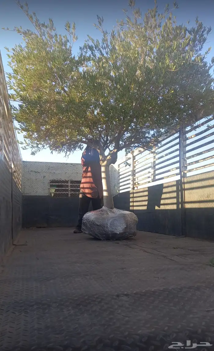 شجر زيون اشجار الزيتون 20